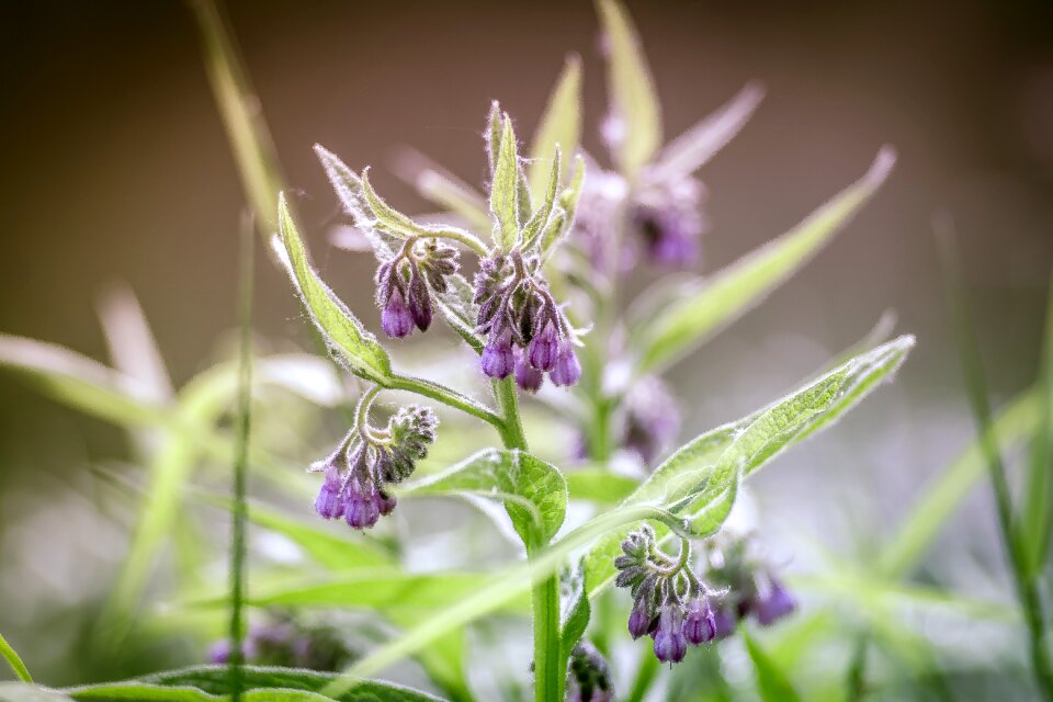 Meadow herbs flower