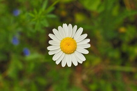 Meadow close up macro