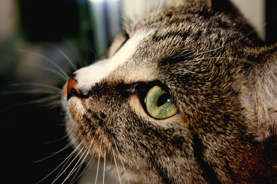 Eyes cat person muzzle cat