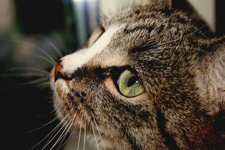 Eyes cat person muzzle cat