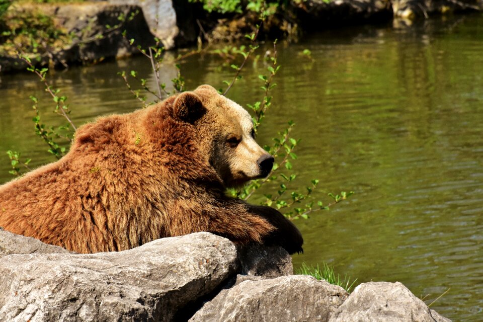 Funny brown bear nature park
