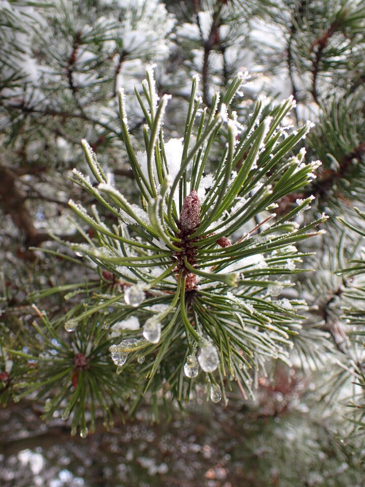 Tree snow nature