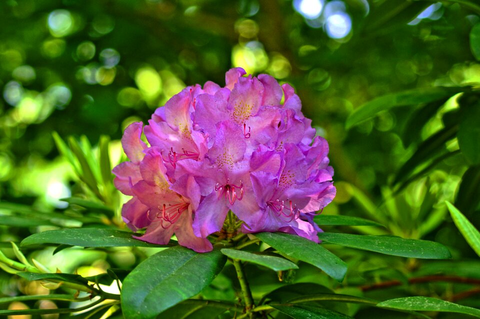 Blooming springtime may