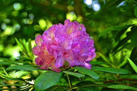 Blooming springtime may