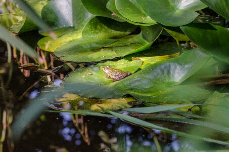 Pond water water frog