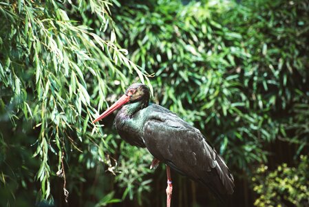 Water bird animal bill