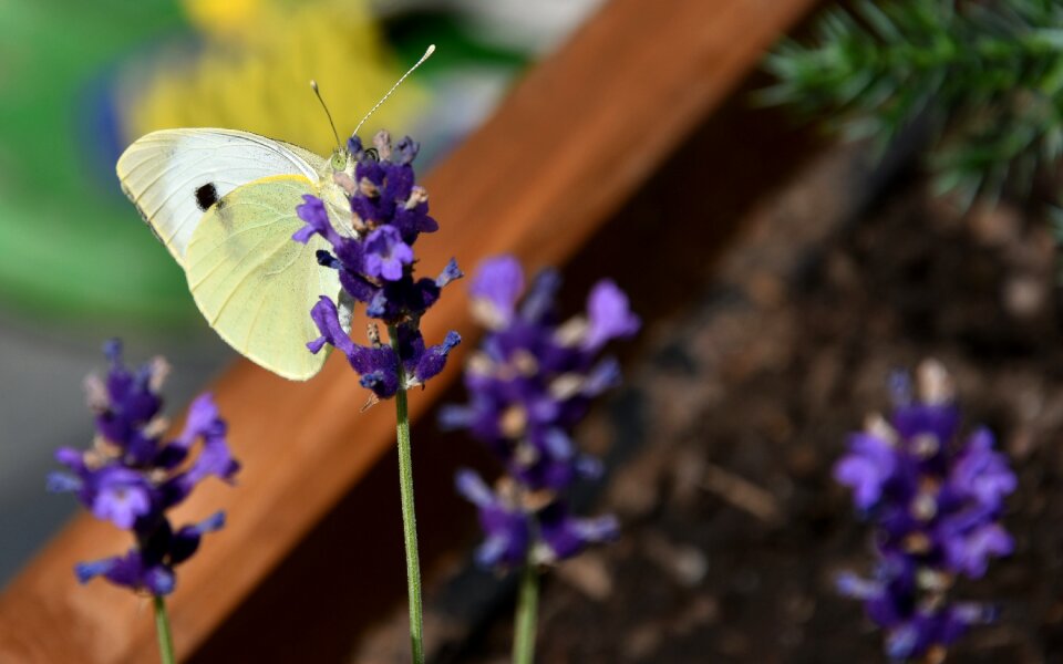 Insect flowers lavender