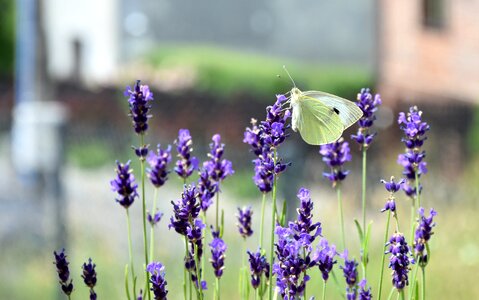 Insect flowers lavender photo