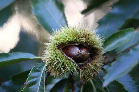 Season fruit botany