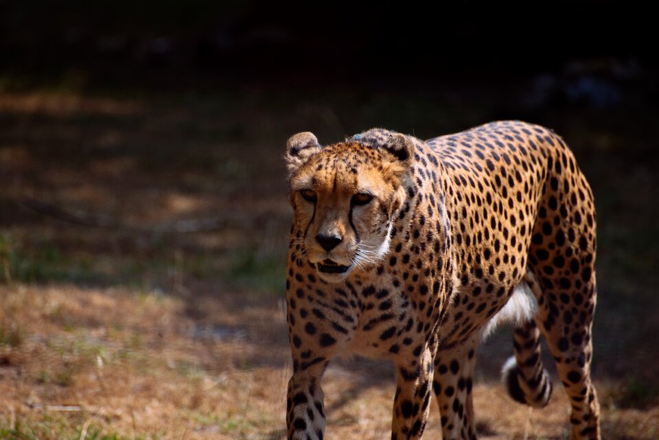 Big cat wild animal nature
