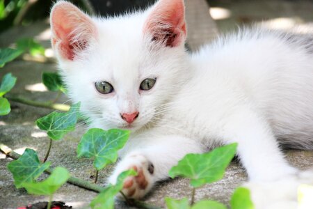 Kitten animals eyes