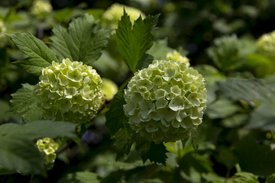 Spring fuzzy snowball real snow ball