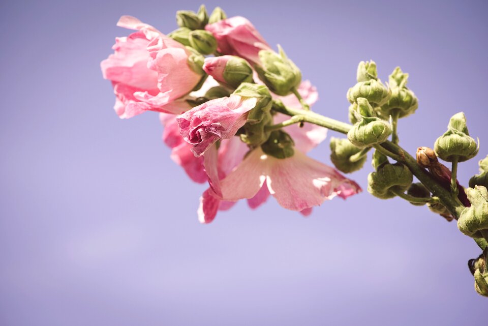 Flower pink flower flowers