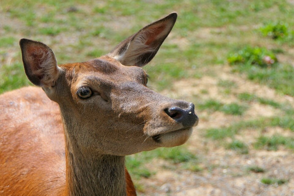 Red deer forest animal nature