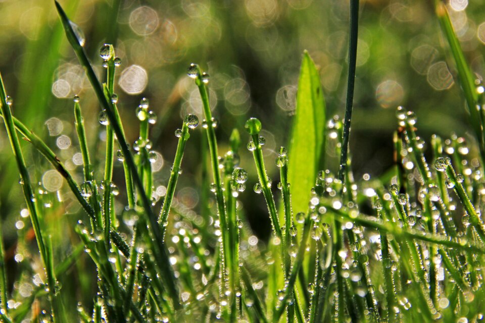Grass drops Free photos