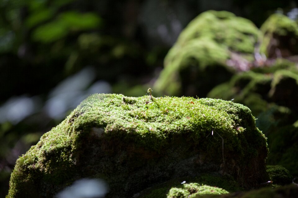 Green nature moss
