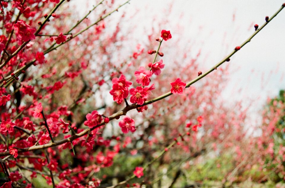 Seasonal plum flowers