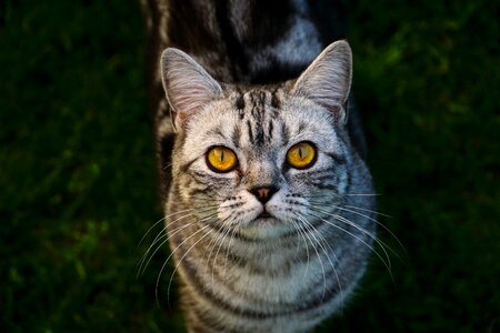 Short hair british shorthair cat breed cat