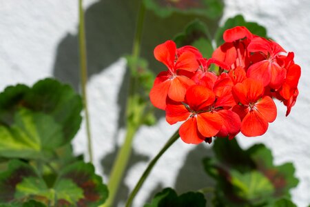 Flower red flower blossom photo