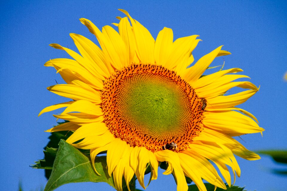Bloom nature bright