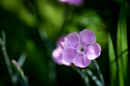 Small small flower pink flower photo