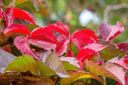 Red bright leaf photo