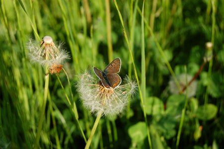 Plant summer flower-filled meadows