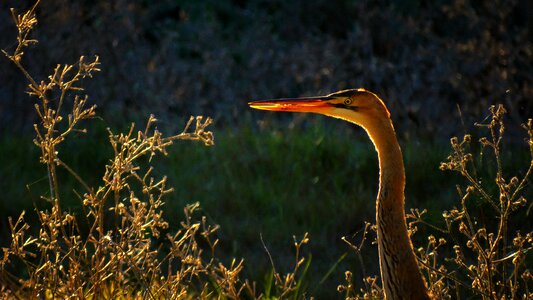 Animal wildlife nature