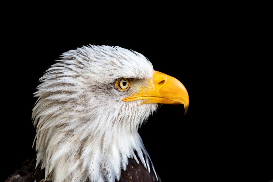 Bird raptor nature photo