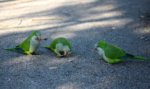 Birds nature exotic