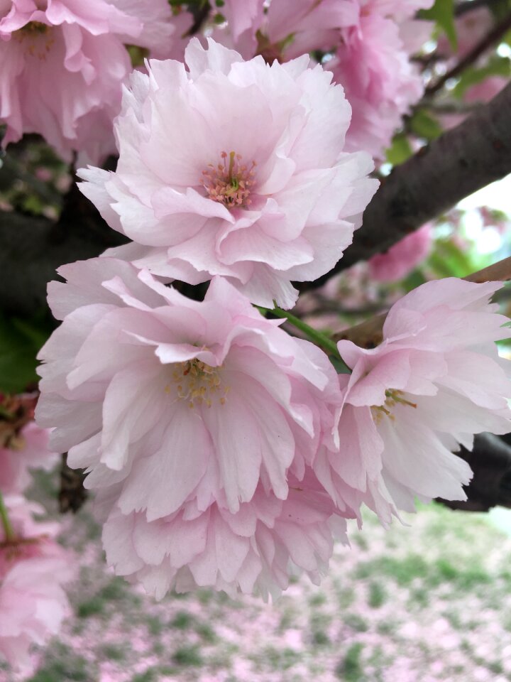 Flowers tree cherry wood photo