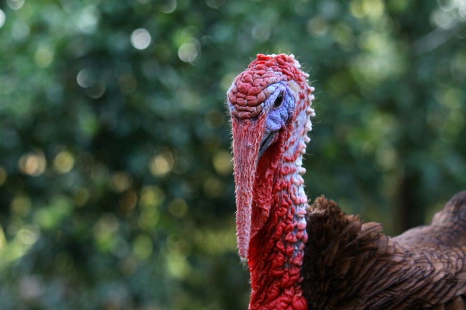 Backyard bird poultry