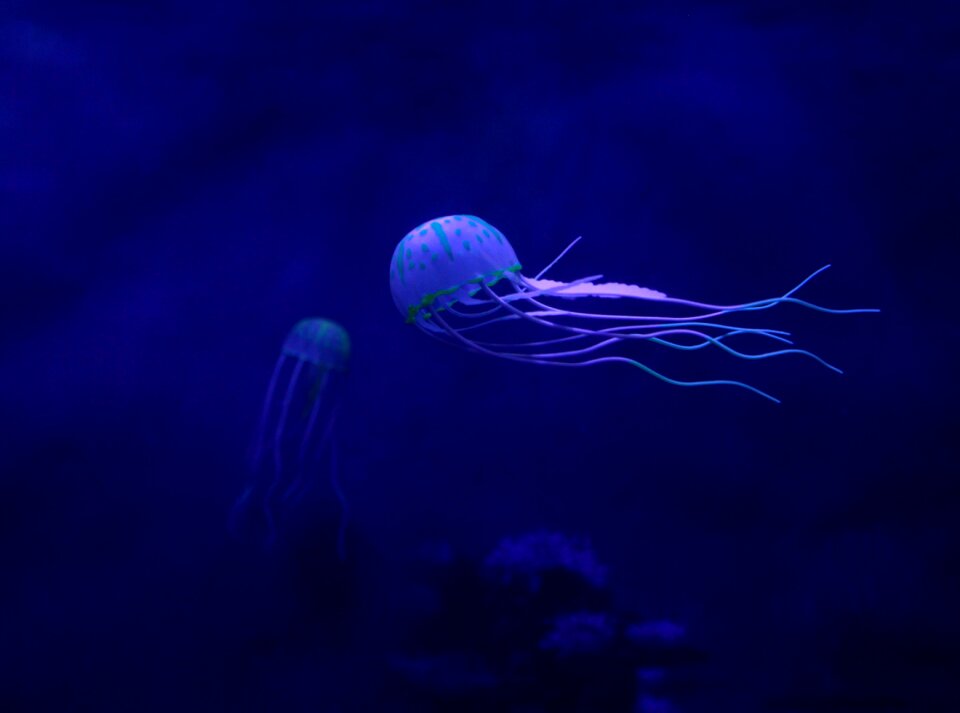 Tentacles jelly exotic