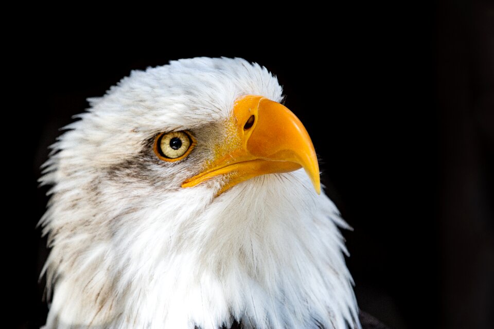 Bald eagle close up bird of prey