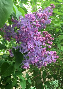 Nature leaf flowers photo