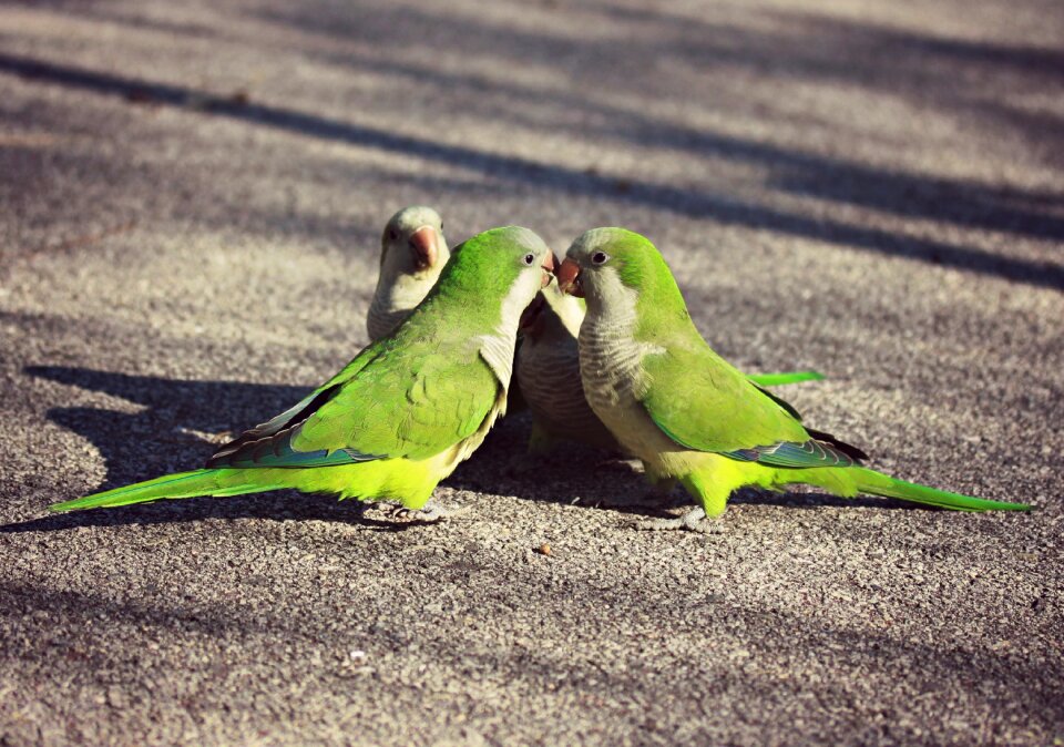 Birds nature exotic