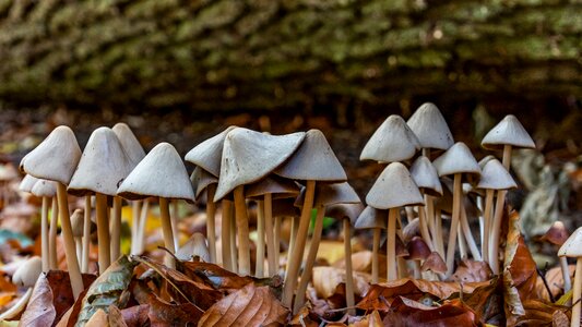 Forest forest floor mini mushroom photo