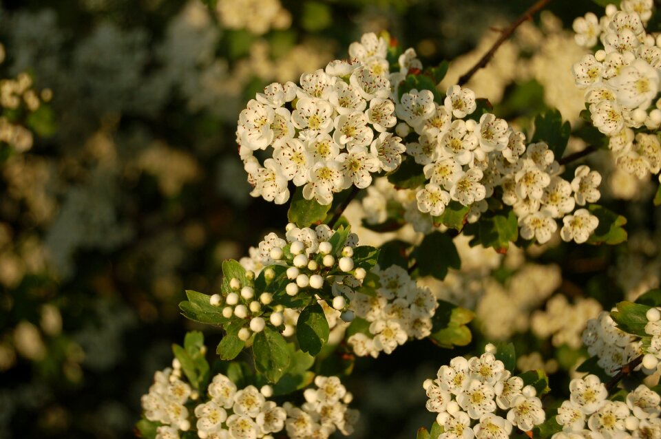Spring flowers white flowers buds