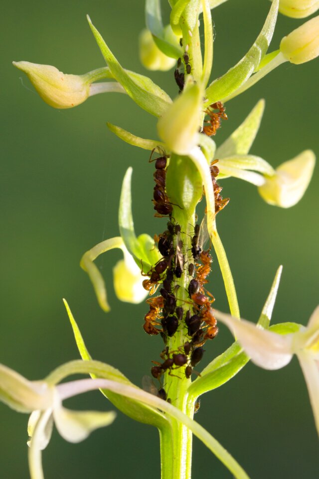 Ants lice milking aphid