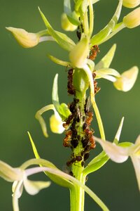 Ants lice milking aphid