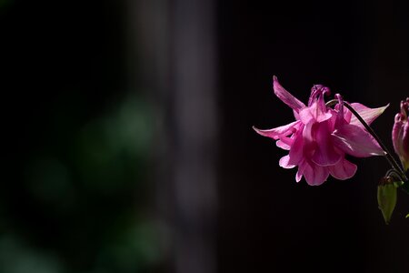 Flower pink flower blossom