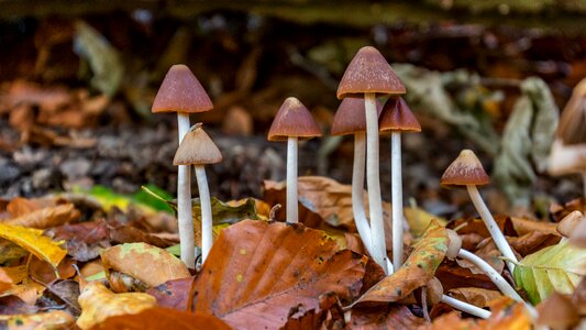 Forest forest floor mini mushroom photo