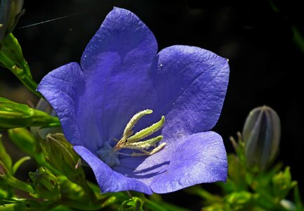 Summer garden macro photo