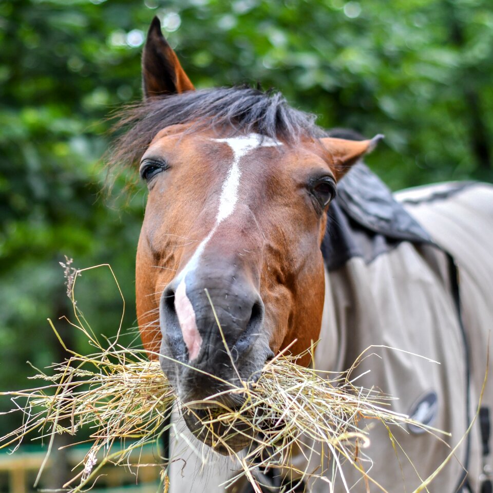 Head hay fun