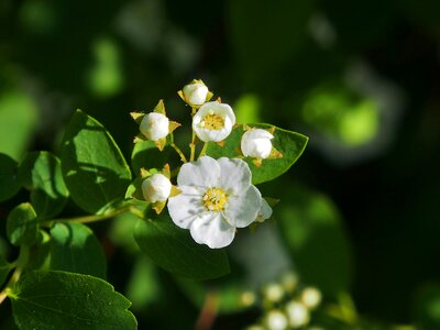 White flowers spring close up