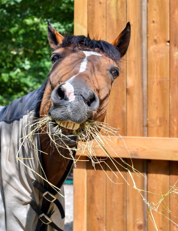 Head hay fun