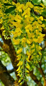 Yellow laburnum spring