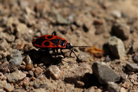 Red black beetle