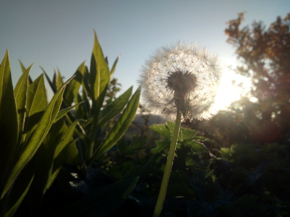 Dandelion sun spiritual