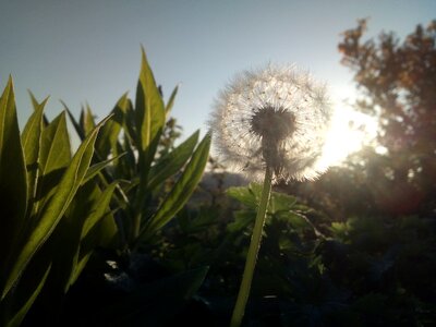 Dandelion sun spiritual photo